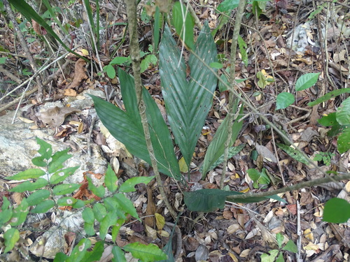 Palmeira Camedórea Metálica