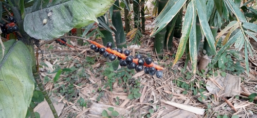 Palmeira Camedórea Metálica