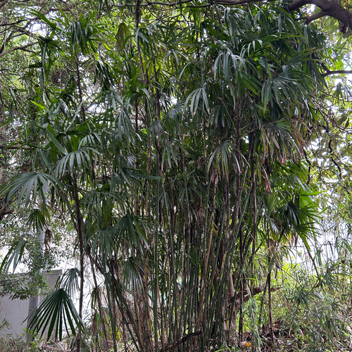 Palmeira Ráfia de Folha Fina