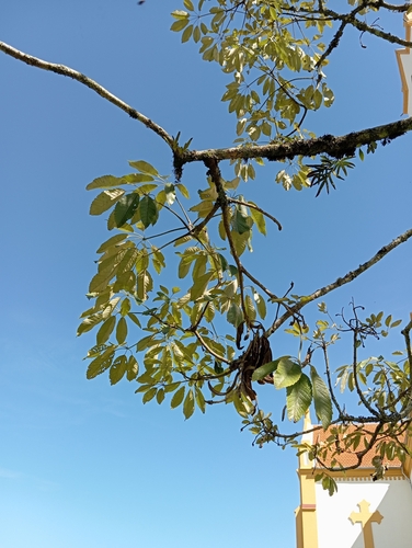 Ipê-amarelo da Serra