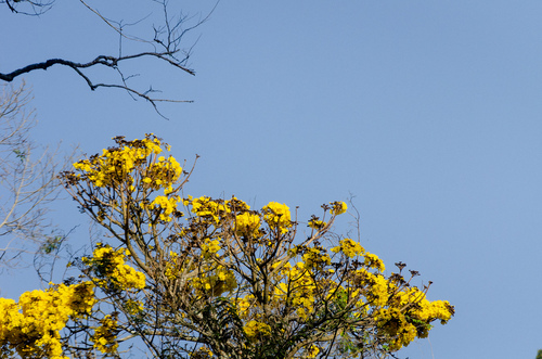 Ipê-amarelo da Serra