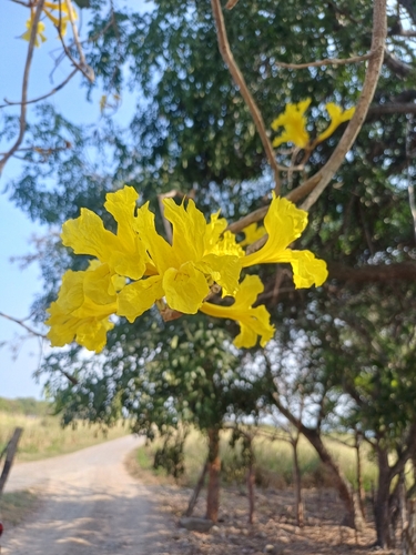 Ipê-branco Ornamental