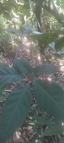 Ipê-amarelo Vargem