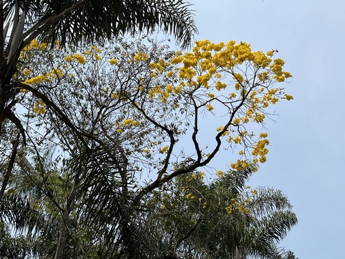 Ipê-amarelo do Banhado