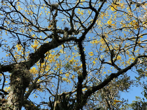 Ipê-amarelo do Banhado