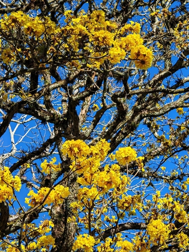 Ipê-amarelo do Cerrado