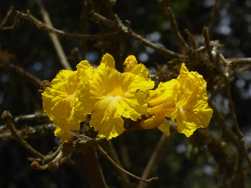 Ipê-amarelo do Cerrado