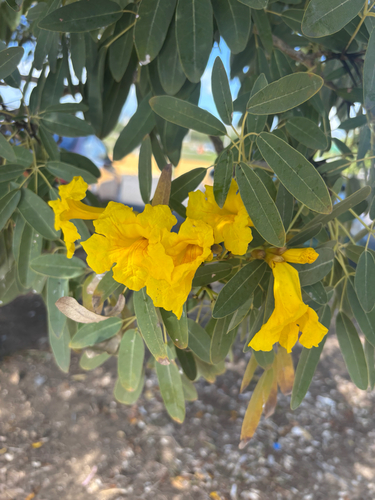 Ipê-amarelo Craibeira