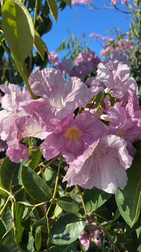 Ipê-rosa da América Central