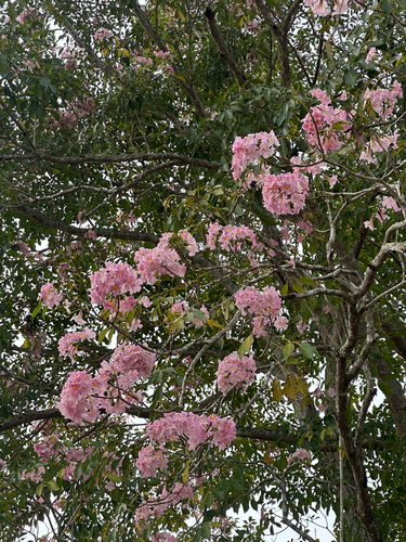 Ipê-rosa da América Central