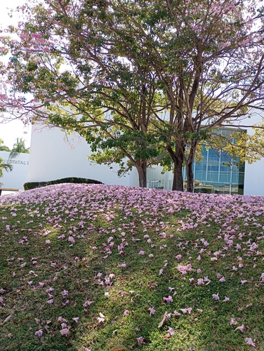 Ipê-rosa da América Central