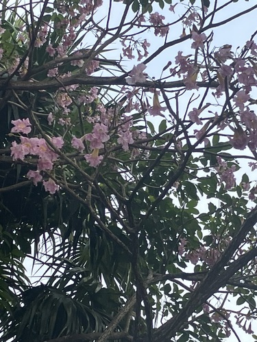 Ipê-rosa da América Central