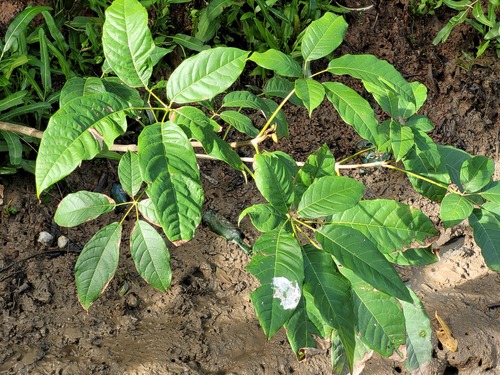 Ipê-do-brejo