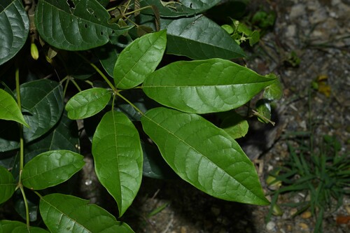 Ipê-do-brejo