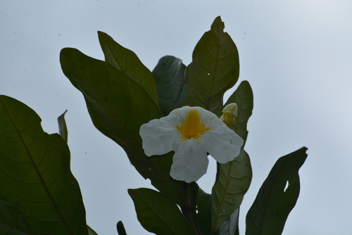 Caixeta do Banhado