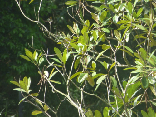 Caixeta do Banhado