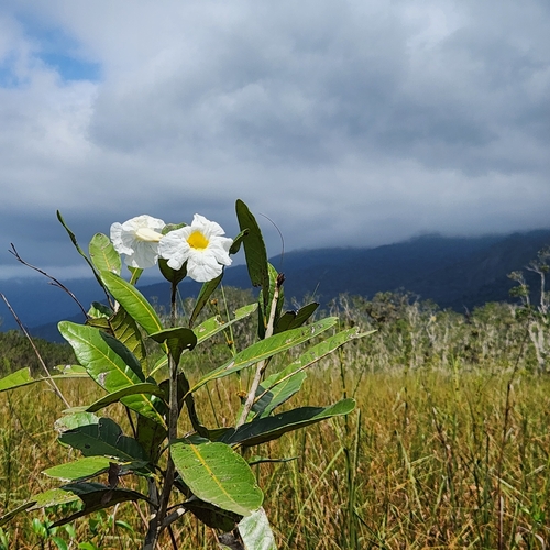 Caixeta do Banhado