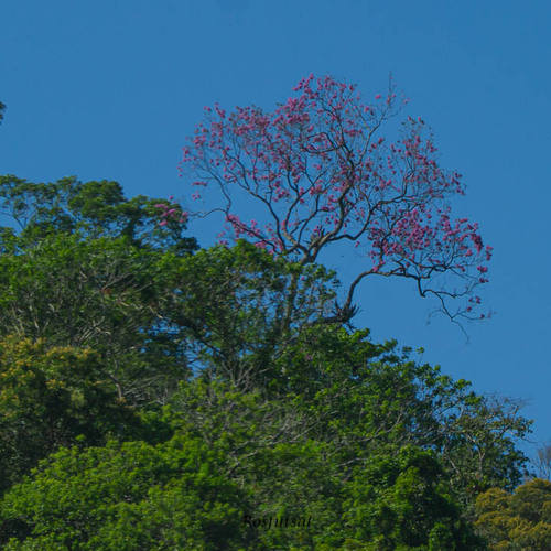 Ipê-roxo de Haste Escura