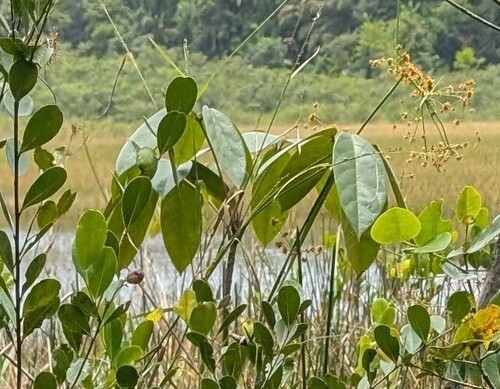 Ipê-branco do Brejo