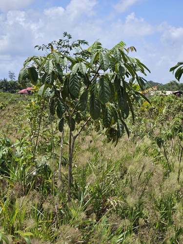Ipê-branco do Brejo