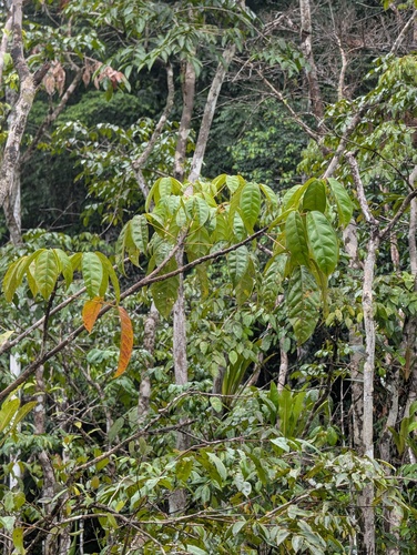 Ipê-branco do Brejo