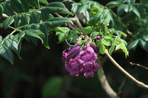 Jacarandá-caroba