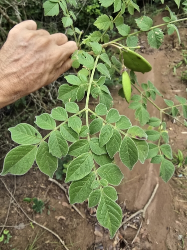 Jacarandá-caroba