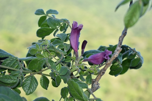 Jacarandá-caroba