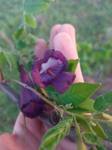 Jacarandá-caroba