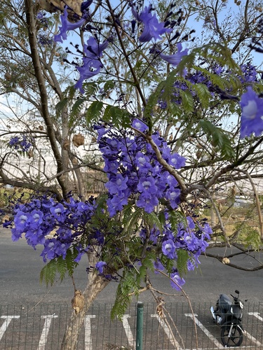 Jacarandá de Espinho