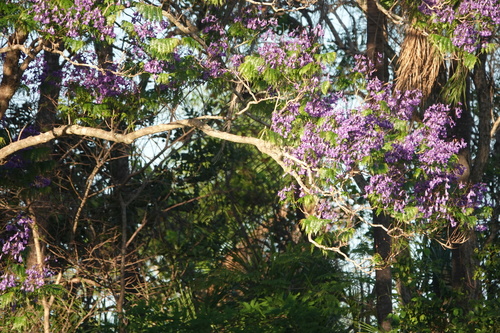 Jacarandá de Espinho