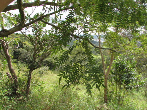 Jacarandá de Espinho