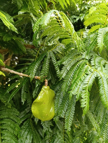 Jacarandá-da-Bahia