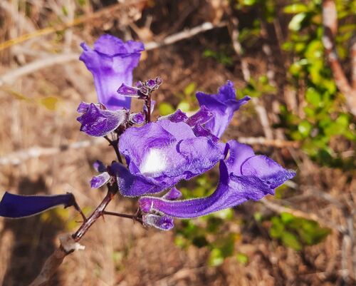 Jacarandá-da-Bahia