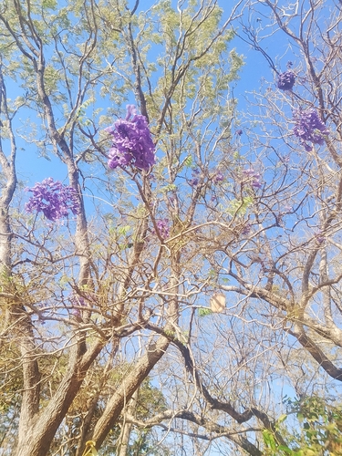 Jacarandá-da-Bahia