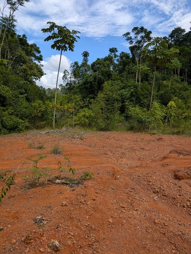 Jacarandá Parapará