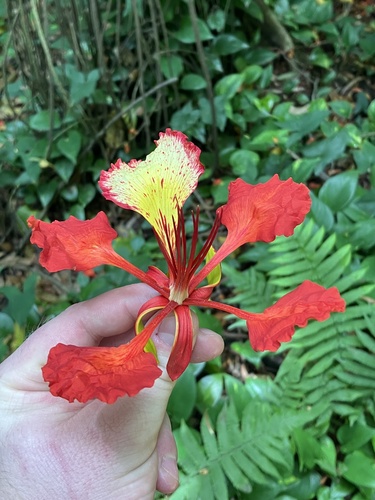 Flamboyant Amarelo