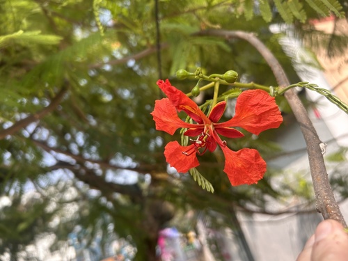 Flamboyant Amarelo