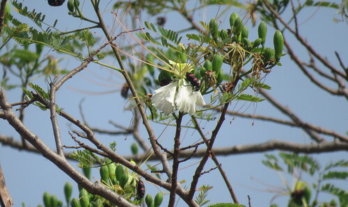 Flamboyant Branco (Delonix elata)