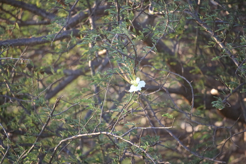 Flamboyant Branco (Delonix elata)