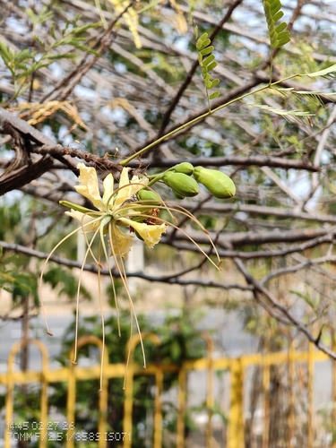 Flamboyant Branco (Delonix elata)