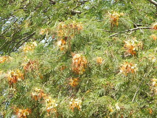 Flamboyant Branco (Delonix elata)