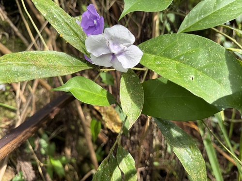 Manacá-de-cheiro de Flor Grande