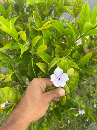 Manacá-de-cheiro de Flor Grande
