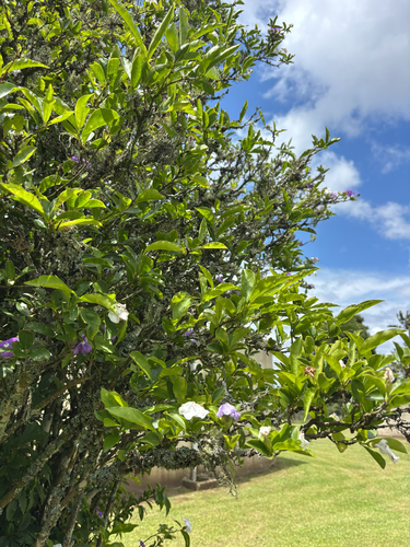Manacá-de-cheiro de Flor Grande