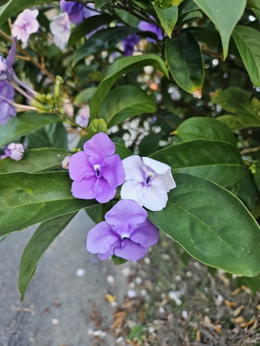 Manacá-de-cheiro de Flor Grande