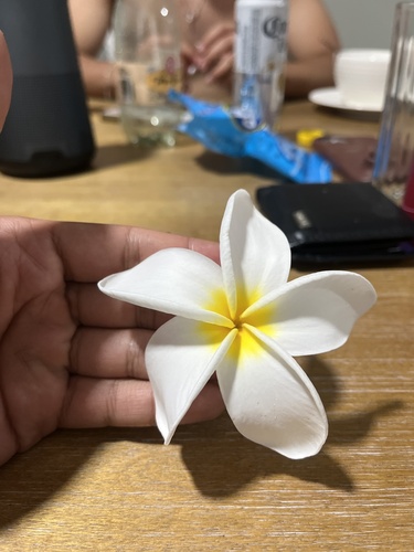 Jasmim-manga Rosa (Frangipani)
