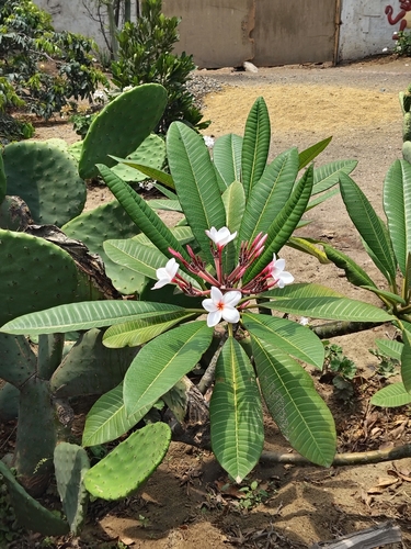 Jasmim-manga Rosa (Frangipani)