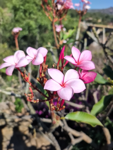 Jasmim-manga Rosa (Frangipani)