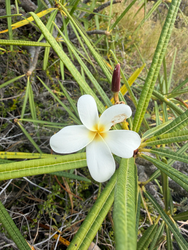 Jasmim-manga Branco Cerosa